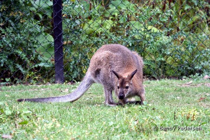 Brunhalset  Kaenguru 1.jpg - Brunhalset  Kænguru (Macropus rufogriseus)